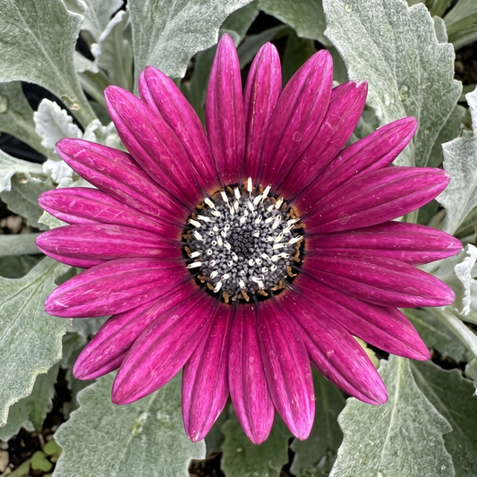 Ruby Majec African Daisy