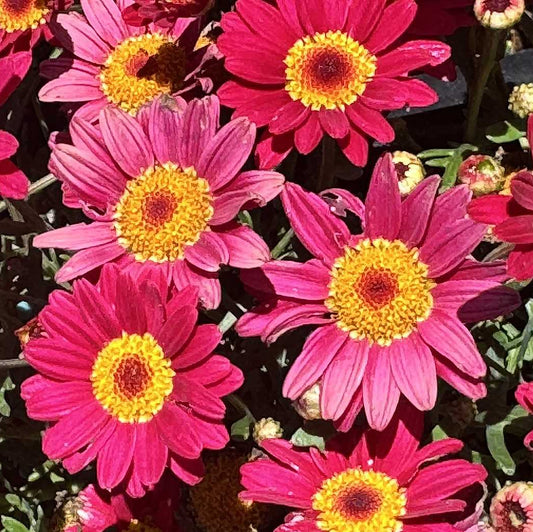 Aramis Red Marguerite Daisy