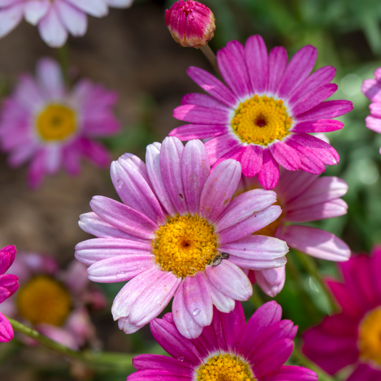 Aramis Violet Shades Marguerite Daisy Argyranthemum