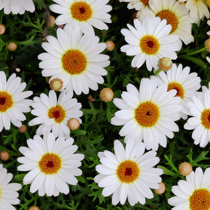 Grandaisy Ivory Halo Marguerite Daisy Argyranthemum