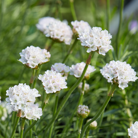 Alba Sea Thrift Armeria