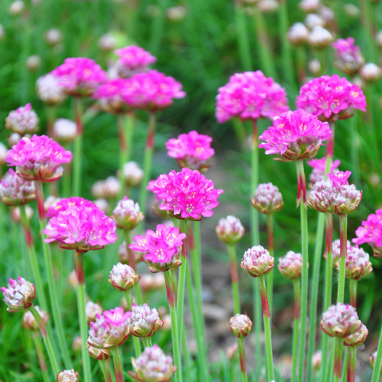 Nifty Thrifty Sea Thrift Armeria