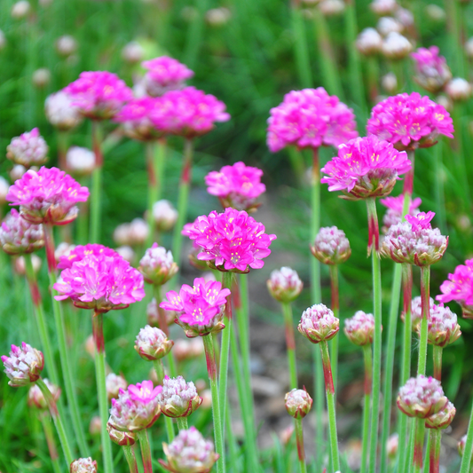 Nifty Thrifty Sea Thrift Armeria
