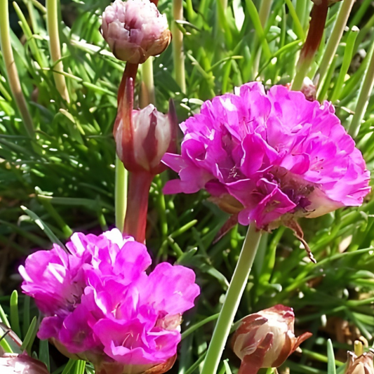 Splendens Sea Thrift Armeria