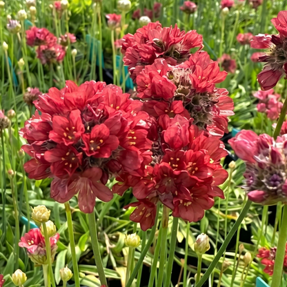 Ballerina Red Sea Thrift