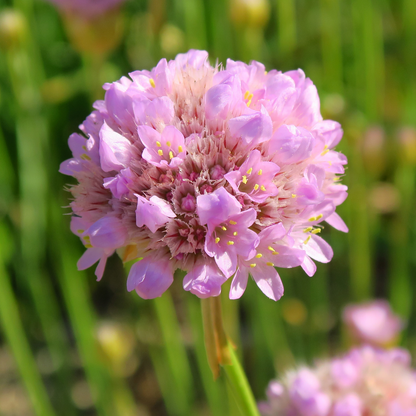 Daydream Dreameria Sea Thrift