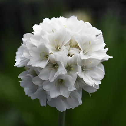 Dream Clouds Dreameria Armeria