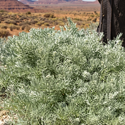 Canyon Gray California Sagebrush