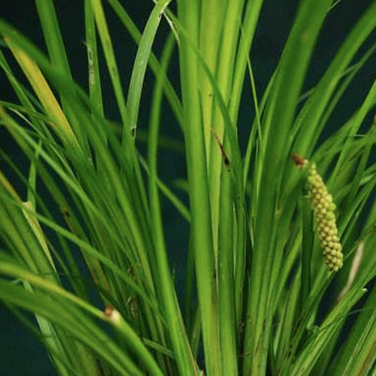 Licorice Acorus