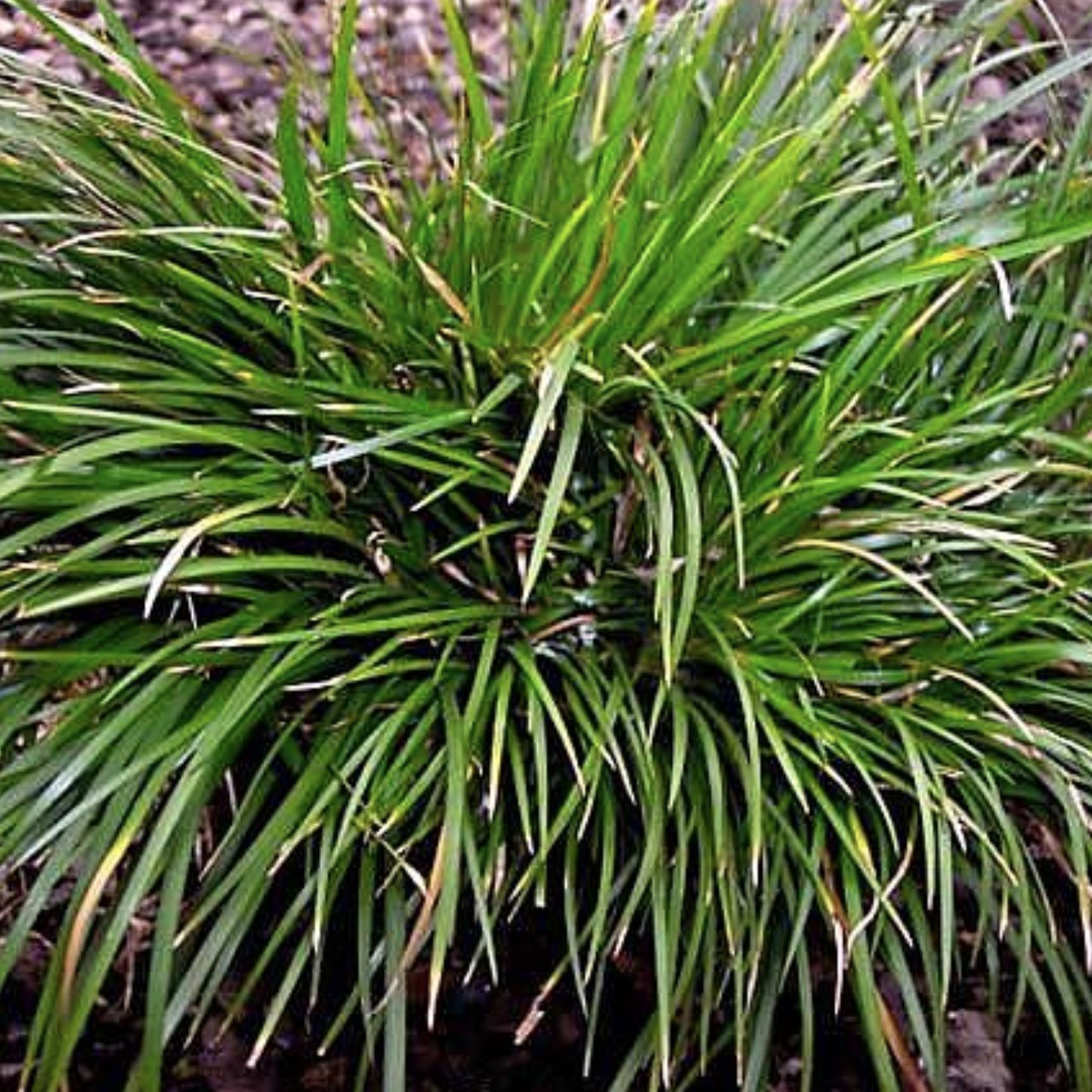 Pusillus Acorus