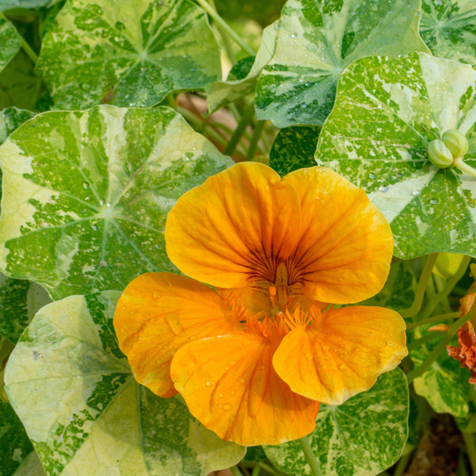 Alaska Variegated Nasturtium