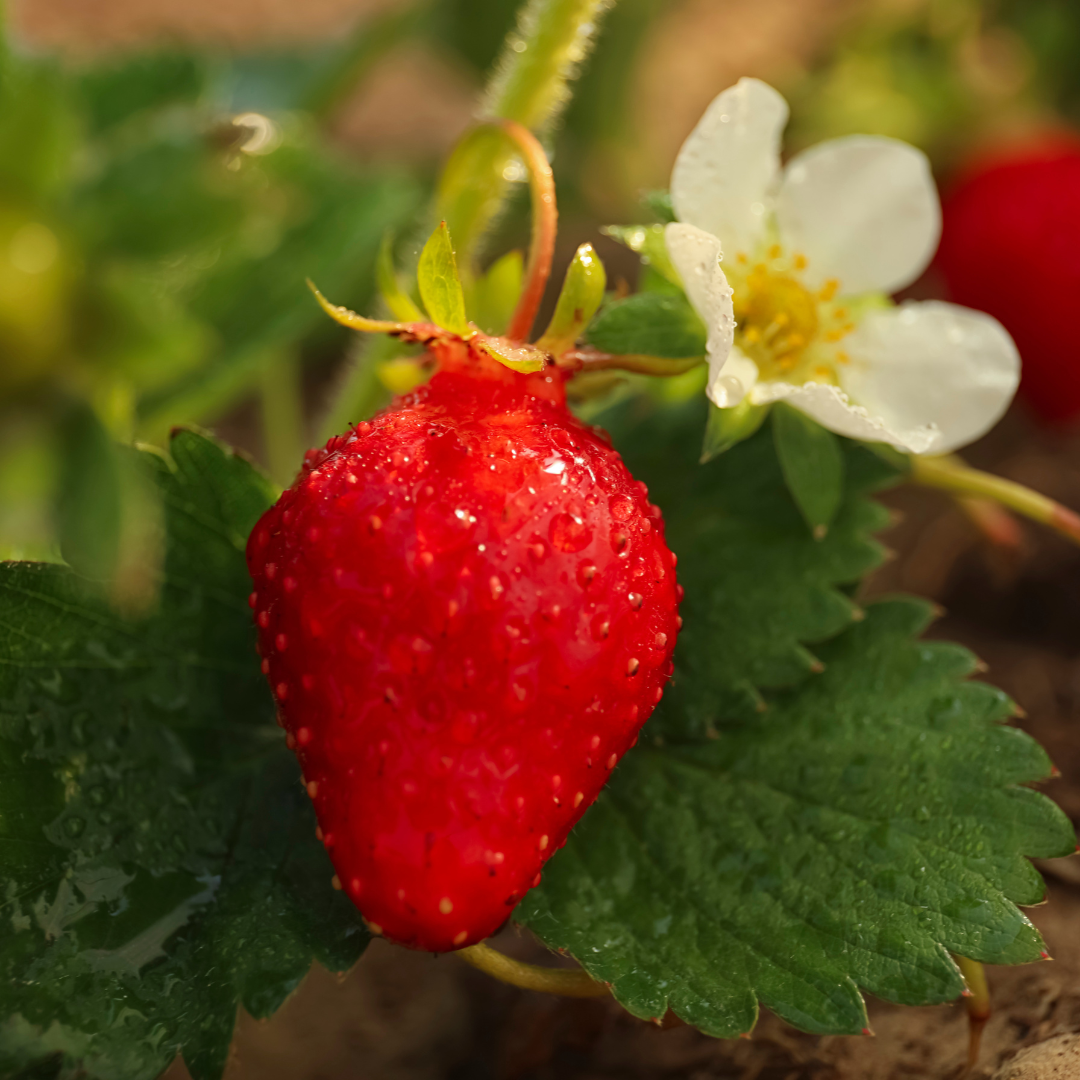 Albion Strawberry