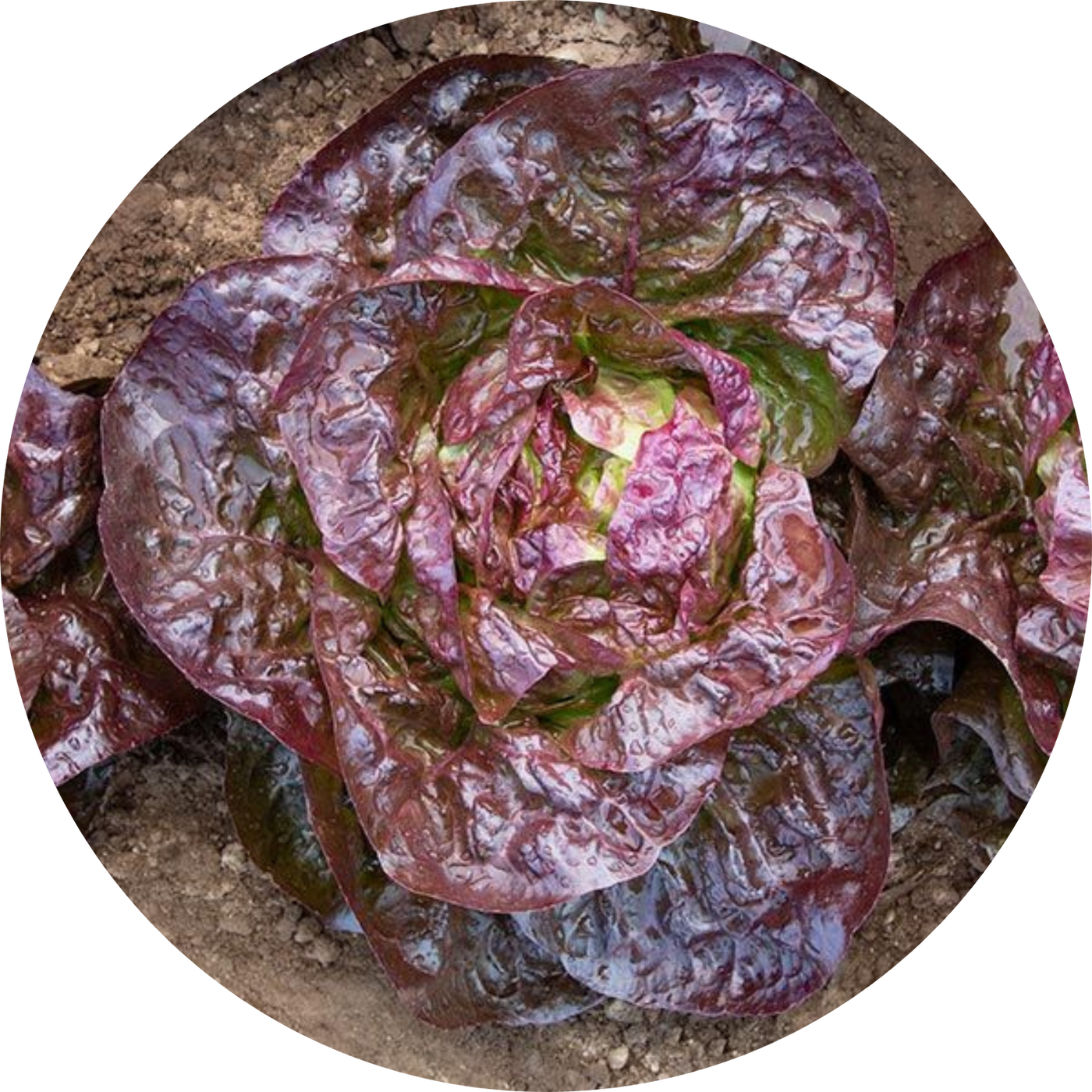 Alkindus Butterhead Lettuce