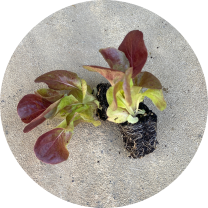 Alkindus Butterhead Lettuce