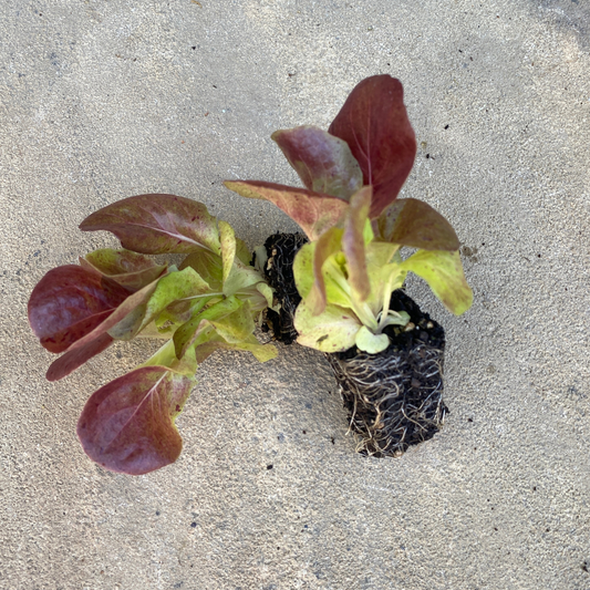 Alkindus Butterhead Lettuce