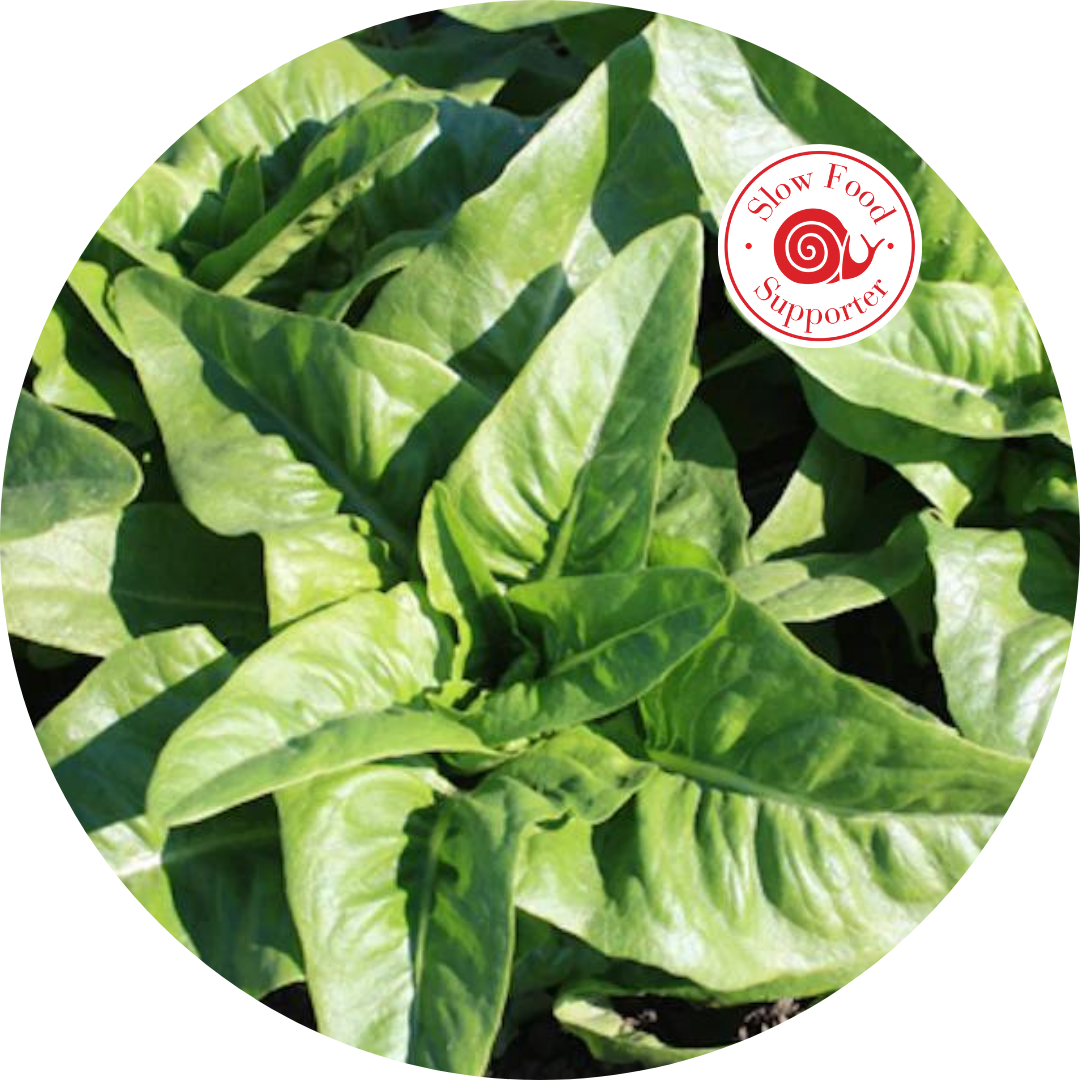 Ark of Taste Amish Deer Tongue Lettuce