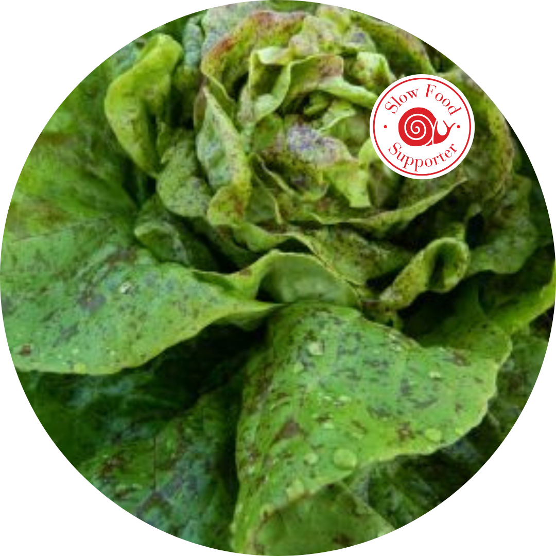 Ark of Taste Amish Speckled Butterhead Lettuce