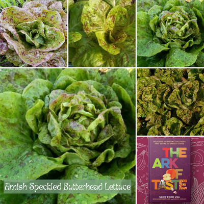 Ark of Taste Amish Speckled Butterhead Lettuce