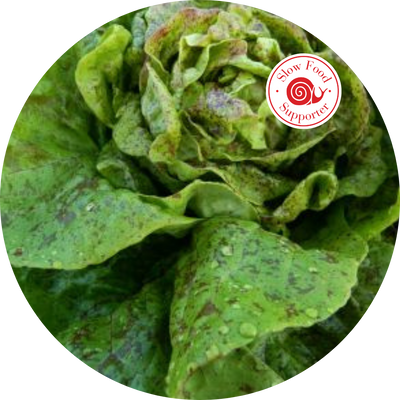 Ark of Taste Amish Speckled Butterhead Lettuce