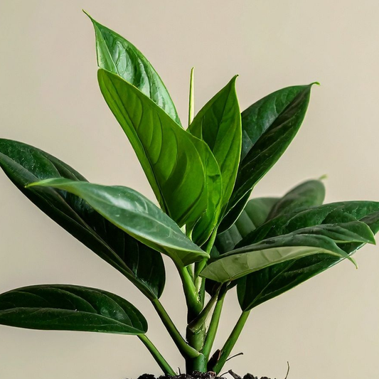 Anthurium Plowmanii, 6" plant