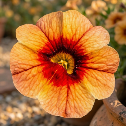 Apricot Fizz Unique Calibrachoa