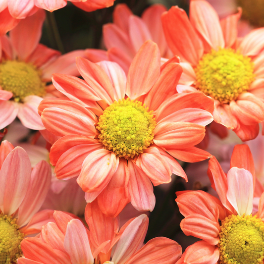 Aramis Apricot Marguerite Daisy