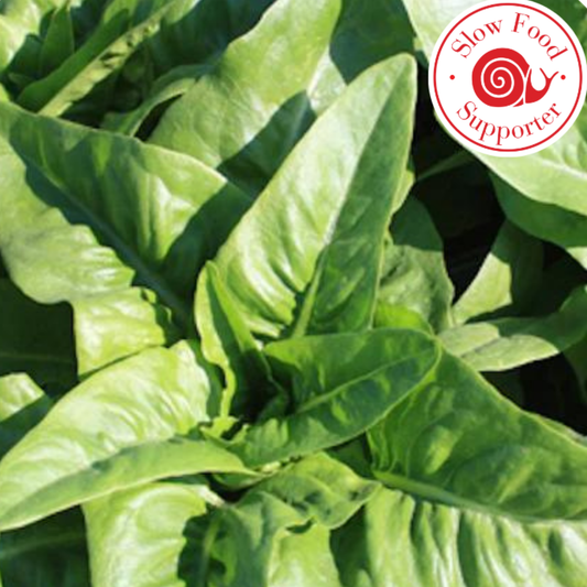 Ark Of Taste Amish Deer Tongue Lettuce