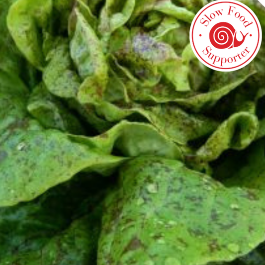 Ark Of Taste Amish Speckled Butterhead Lettuce