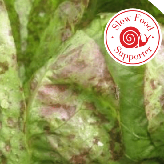 Ark Of Taste Spotted Trout Lettuce