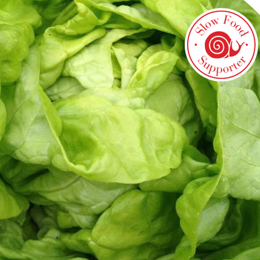 Ark Of Taste Tennis Ball Lettuce