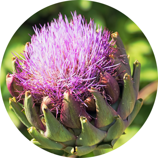 Cardoon Artichoke