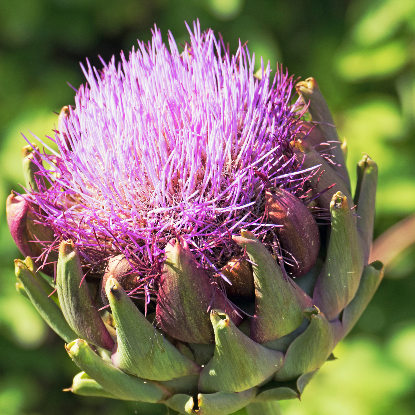 Cardoon Artichoke