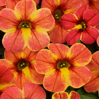 Atomic Orange Chameleon Calibrachoa
