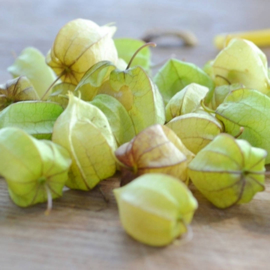 Ark of Taste Aunt Molly's Ground Cherry - Seasonal Grow Kit