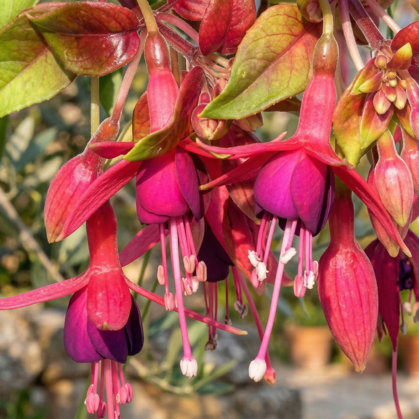 Autumnale Trailing Fuchsia