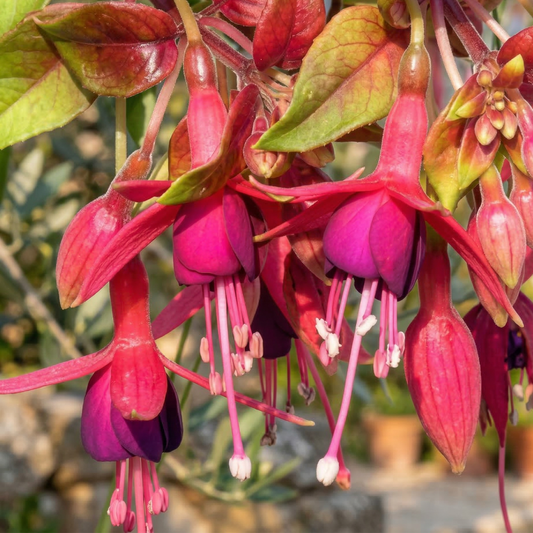 Autumnale Trailing Fuchsia