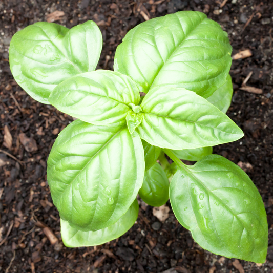 Genovese Basil, 4" plant