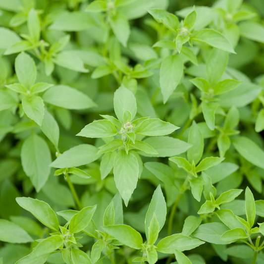 Lemon Basil