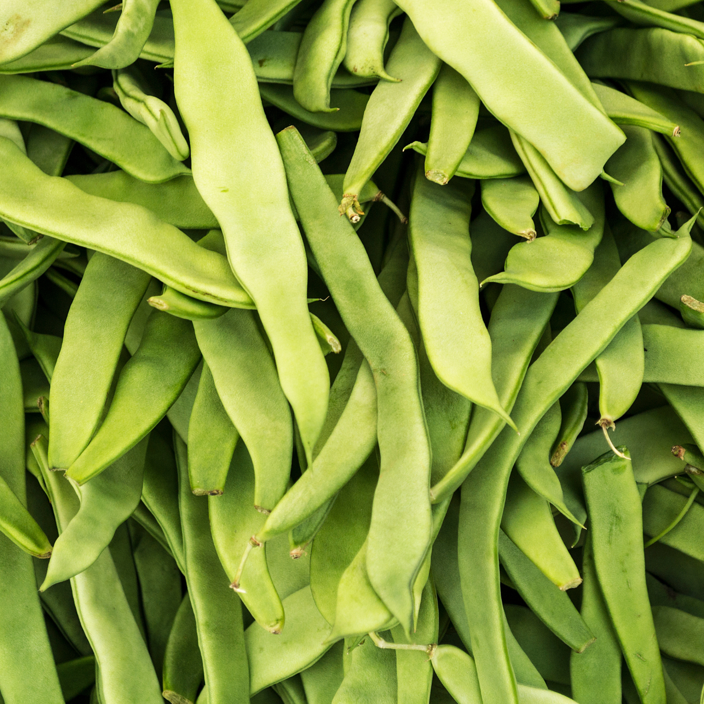 Qing Bian Bean, 6 plants