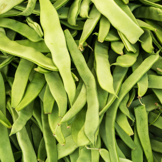 Qing Bian Bean, 6 plants