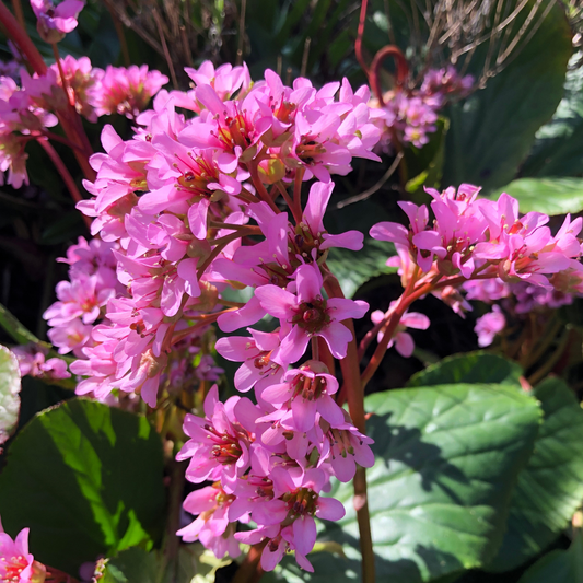 Bergenia