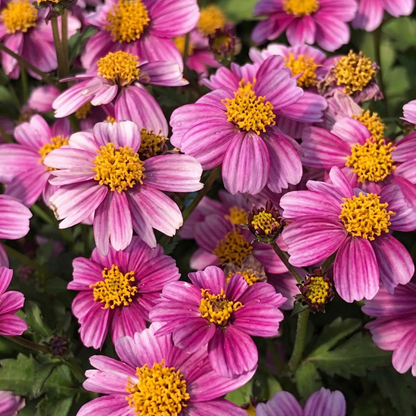 Pretty in Pink Bidens