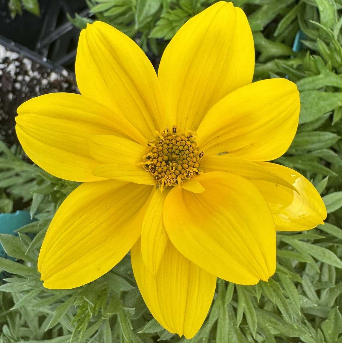 Smile Yellow Bidens in a 4-inch pot, with bright yellow double flowers carried above fresh green foliage