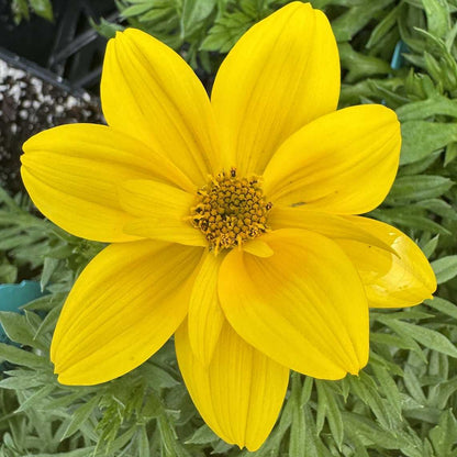 Smile Yellow Bidens in a 4-inch pot, with bright yellow double flowers carried above fresh green foliage