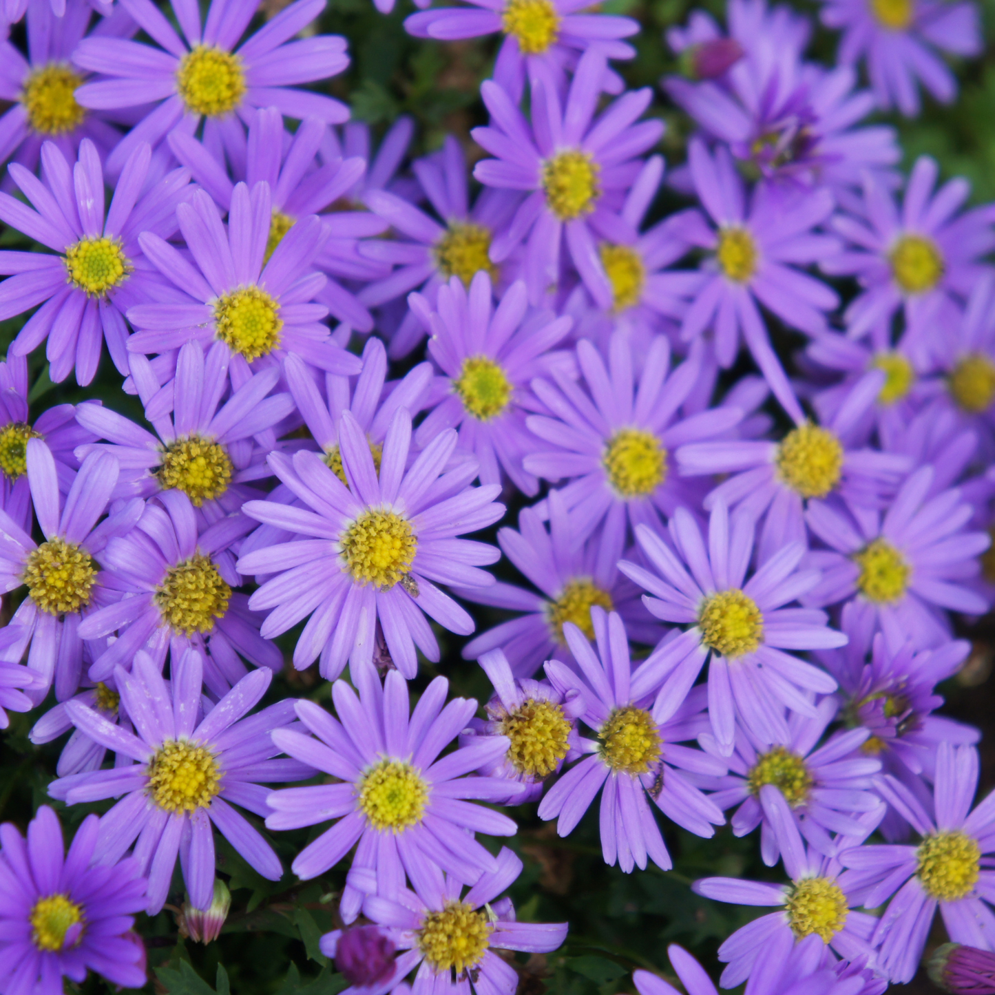 Brasco Violet Swan River Daisy