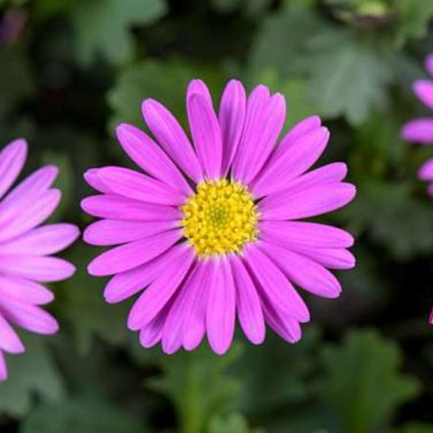 Pretty in Pink Monthly Flower Box