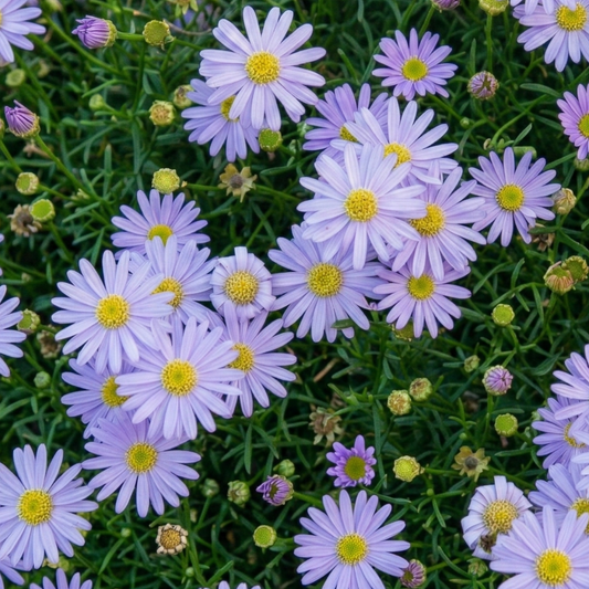 Surdaisy Mauve Swan River Daisy
