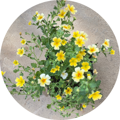 Yellow Bacopa