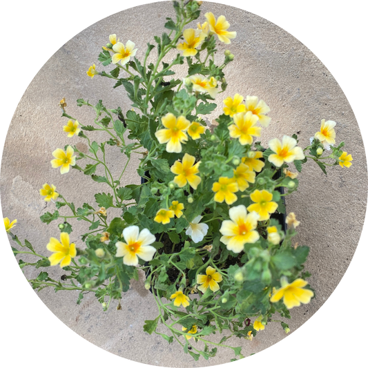 Bacopa "Yellow Floral"