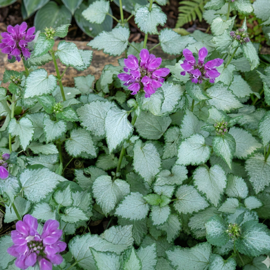 Beacon Silver Lamium